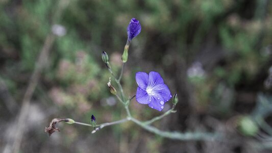 Flower color blue flowers photo