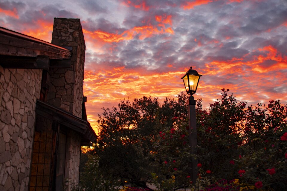 Colorful flower garden at sunrise texas hill country