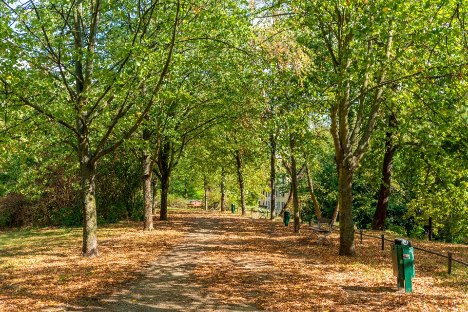 Out saxony-anhalt trees