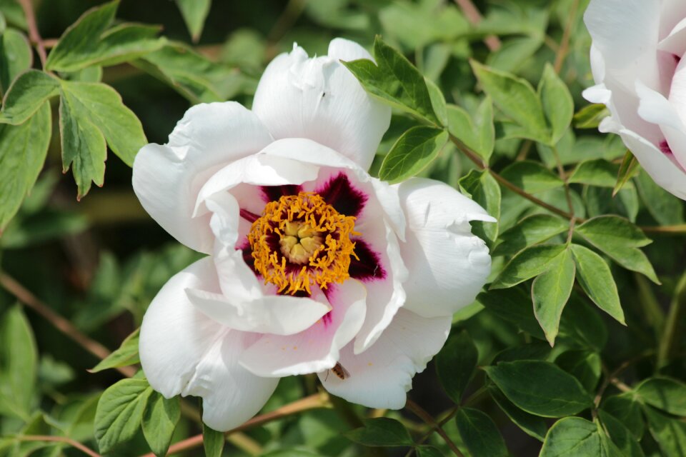 Tree peony peony rock bloom