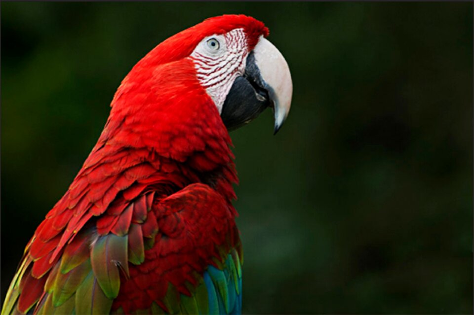Nature animal world plumage