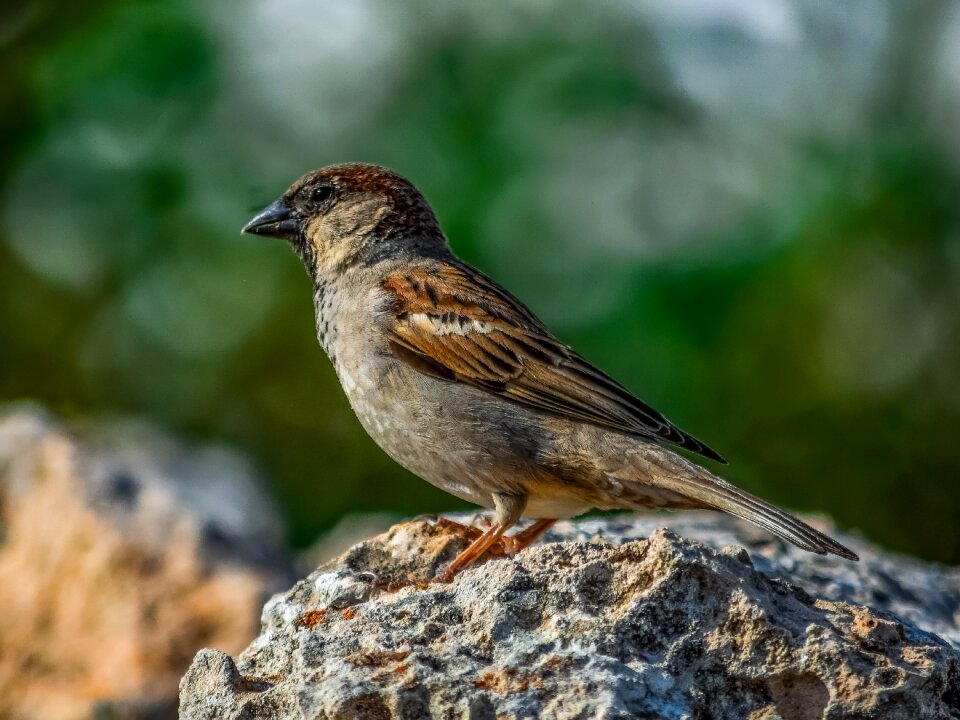 Bird animal outdoors