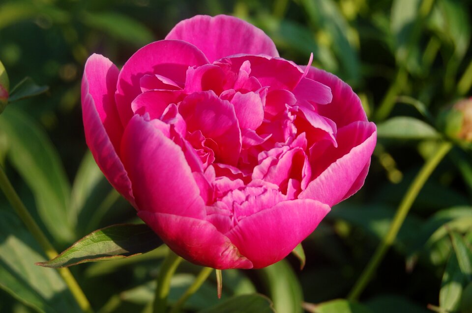 Flower pink flower Free photos