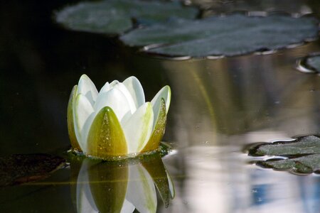 Water flora garden