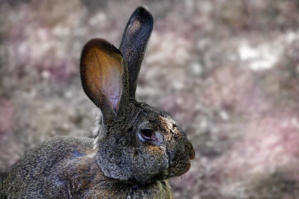 Pet ears long ear rabbit