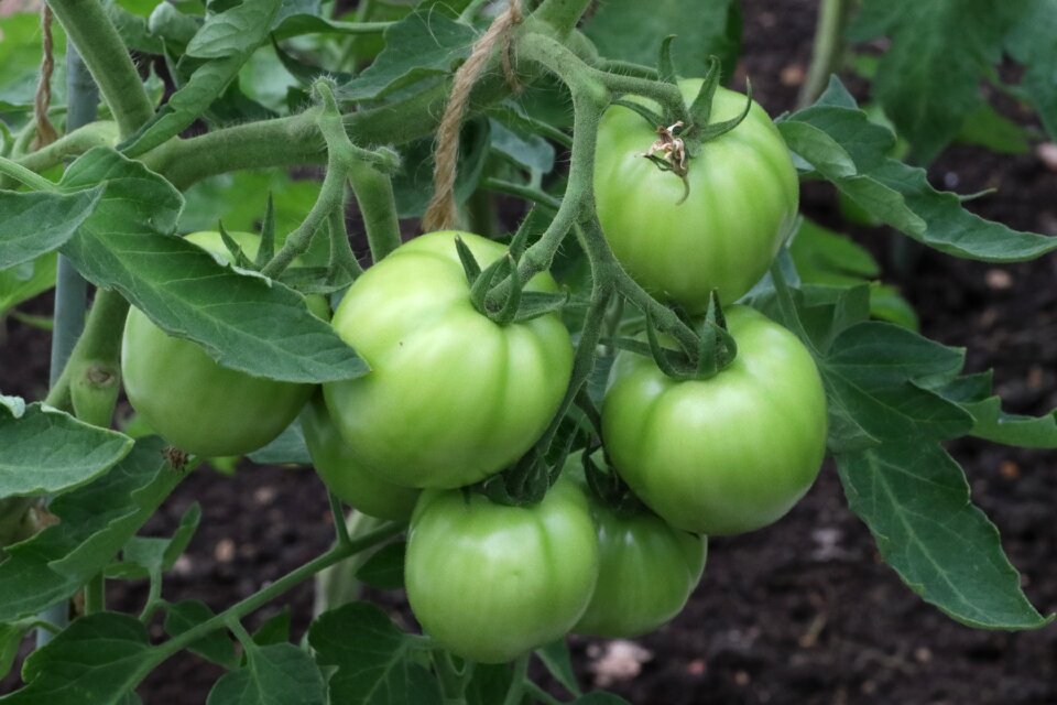 Vegetable garden greenhouse a bunch of