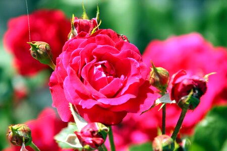 Rose petals blossomed garden