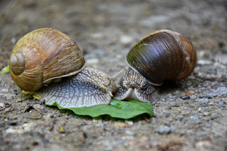 Animal nature shell
