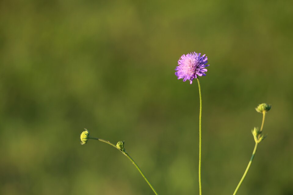 Bloom colorful wildflowers
