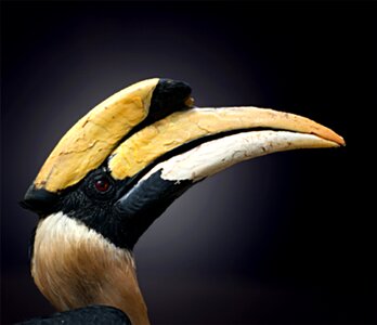 Animal animal world raven bird