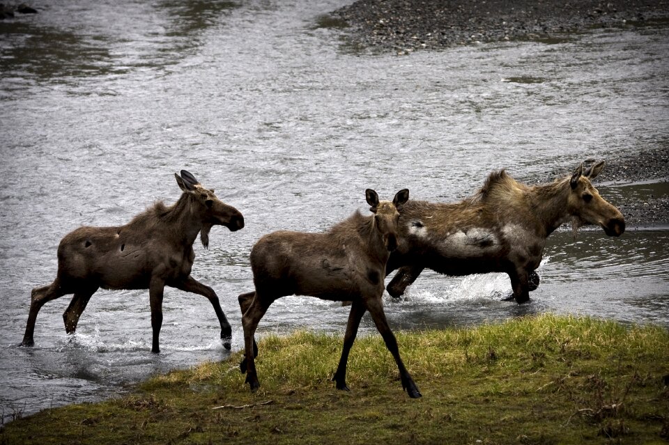 Wildlife nature animals
