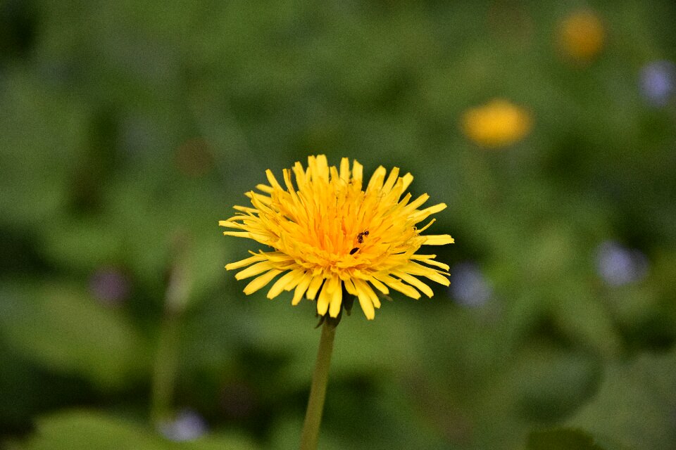 Dandelion macro Free photos photo