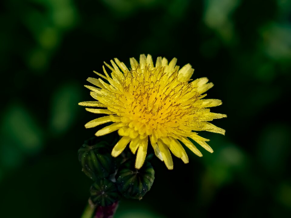 Plant flora yellow flowers