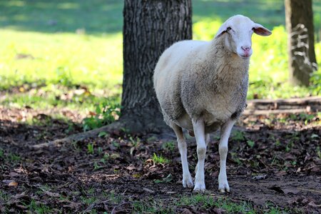 Cute pasture grass