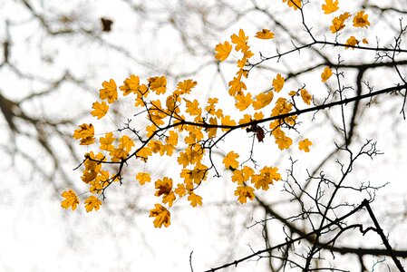 Tree weather leaf photo
