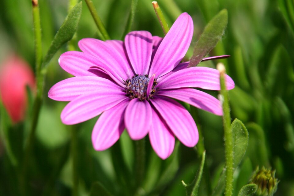 Nature massif petals