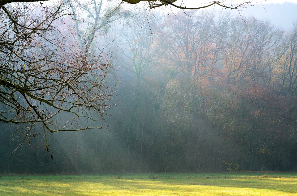 Mystical landscape forest