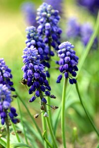 Blue bloom garden