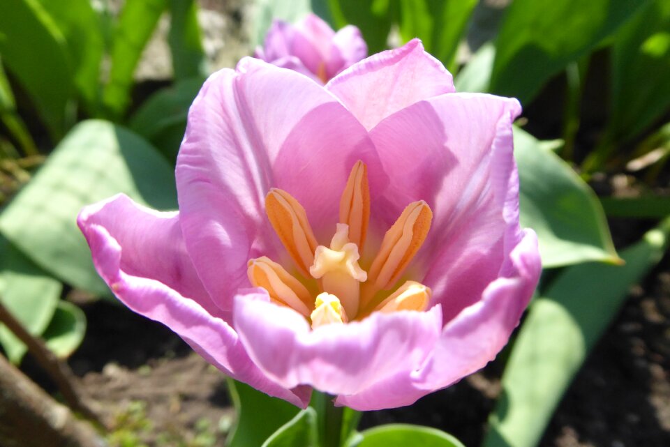 Garden pink petal