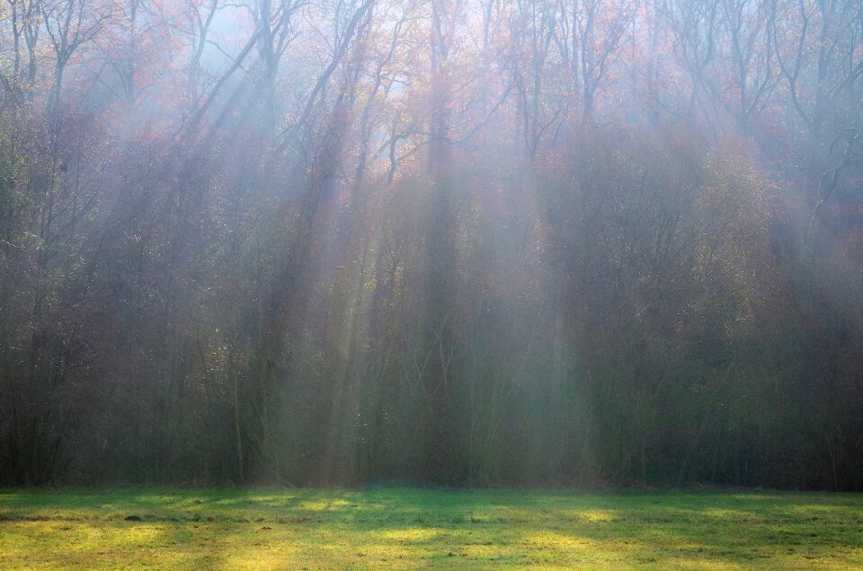 Mystical landscape forest