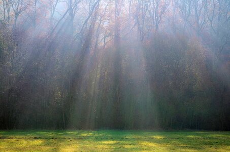 Mystical landscape forest photo