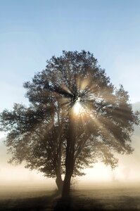 Mystical nature trees photo