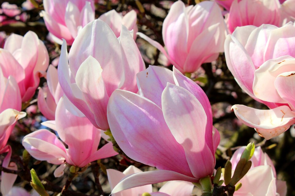 Pink flowers boost flower