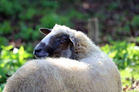 Wool nature pasture