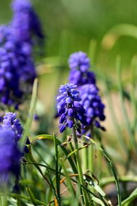 Blue bloom garden photo