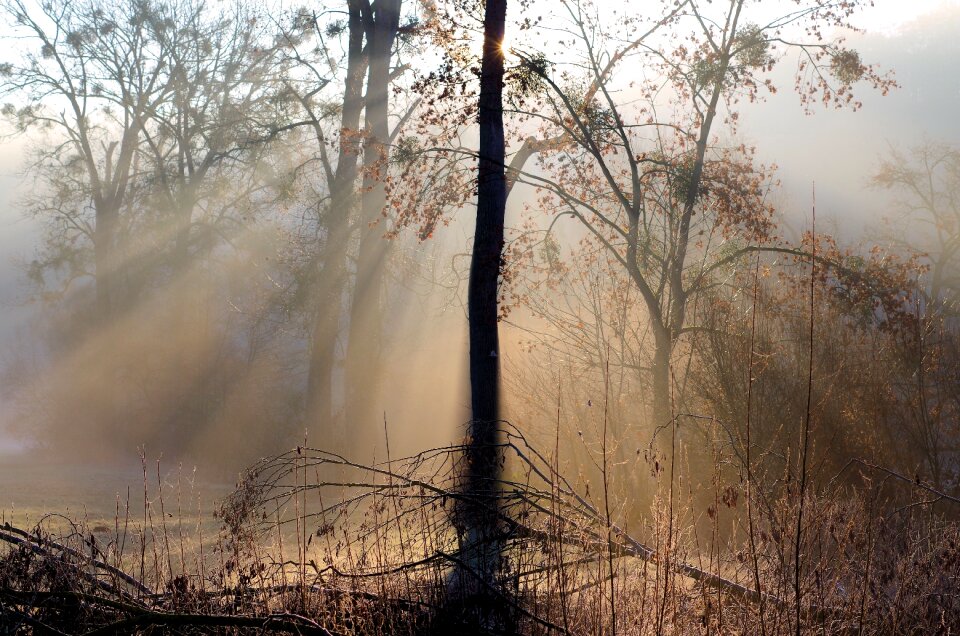Nature trees landscape