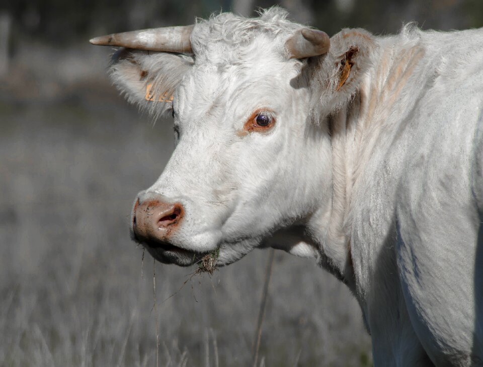 Pasture prairie horns