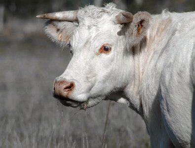 Pasture prairie horns