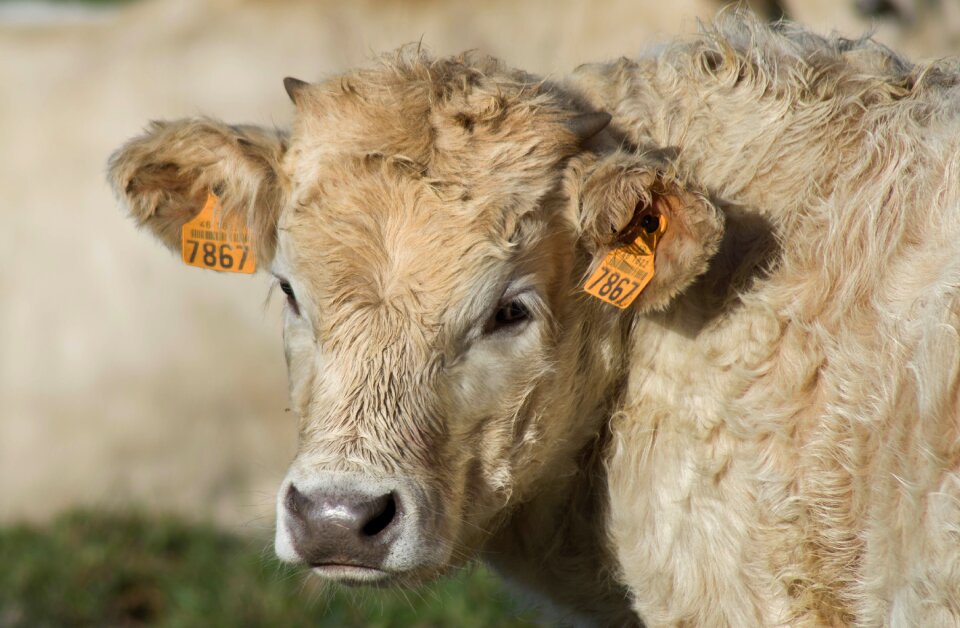 Breeding agriculture pastures