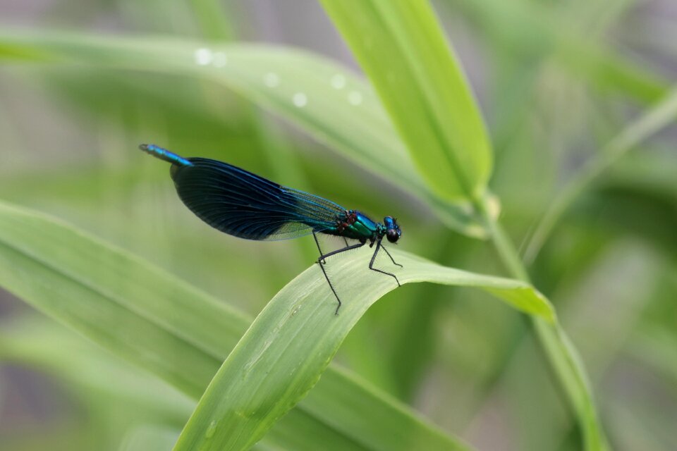 Grass summer wings