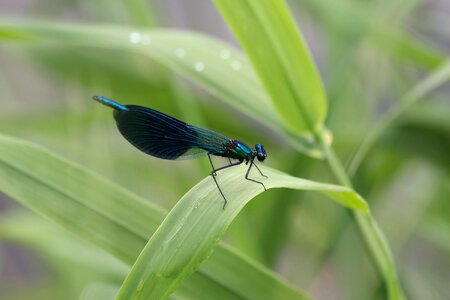 Grass summer wings