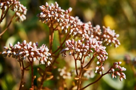 Bloom coral carpet sedum album