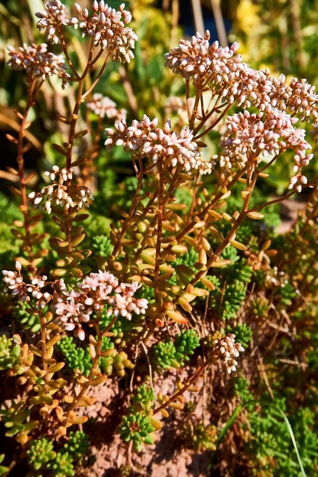 Bloom coral carpet sedum album