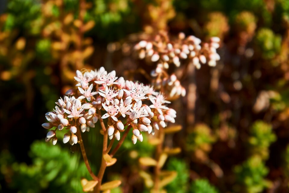 Bloom coral carpet sedum album