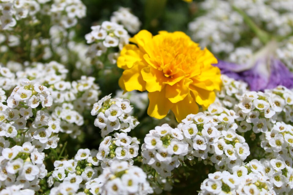Zółte summer flourishing