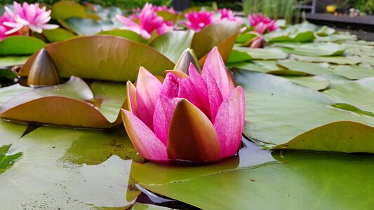 Bloom water nature