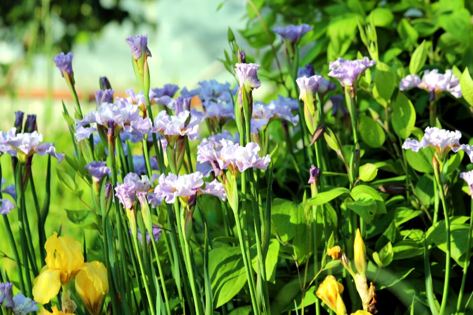 Handsomely nature garden flowers
