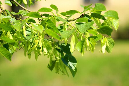 Spring green leaf