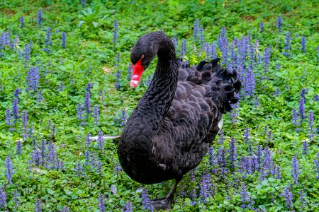 Black swan cygnus atratus plumage