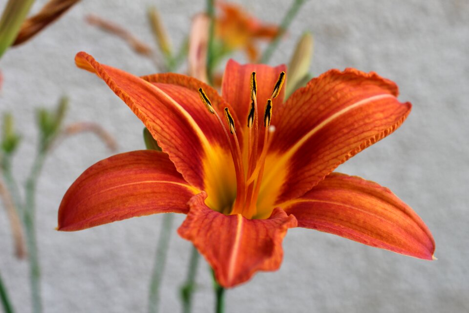 Blossoming summer colors