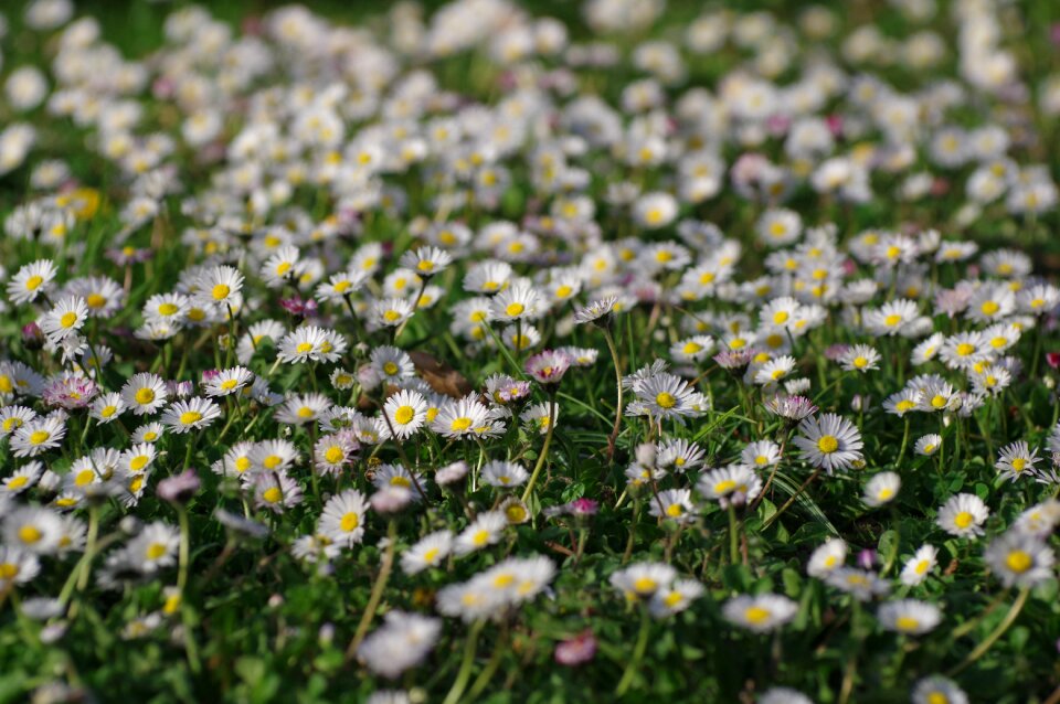 Nature field summer