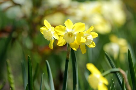 Plant yellow closeup