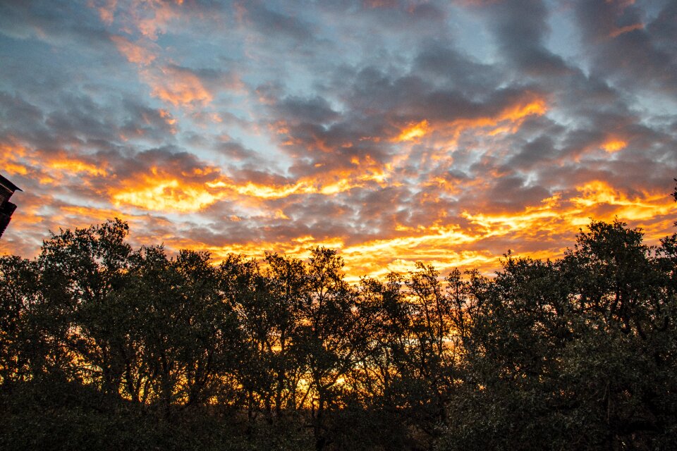 Trees texas hill country brown sunrise
