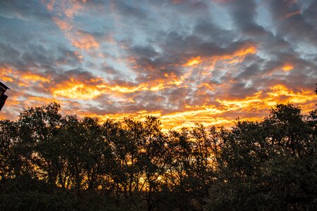 Trees texas hill country brown sunrise photo