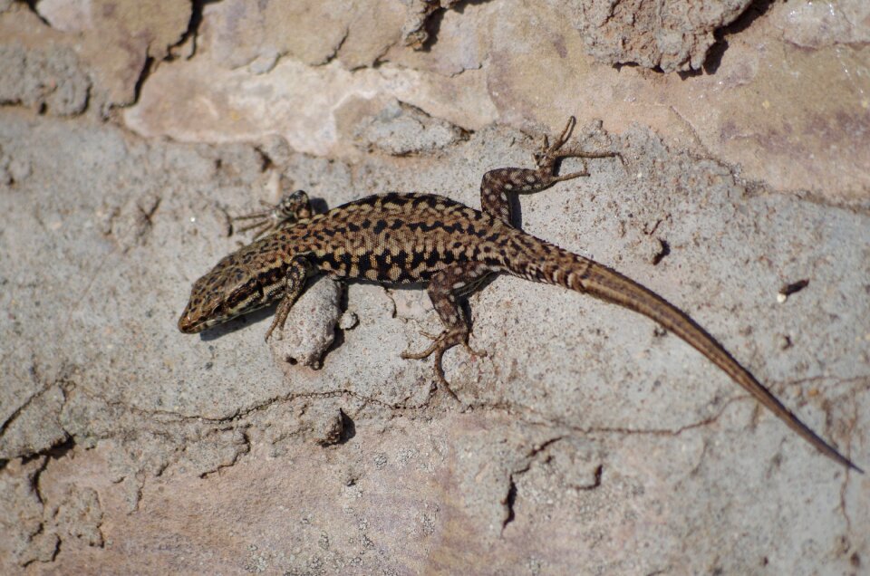 Animal nature creature