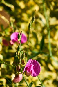 Perennial sweet pea vetch climber plant